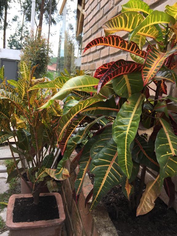 דירות קואנקה "Bambu Sierra" Cozzy Ecological Lofts מראה חיצוני תמונה